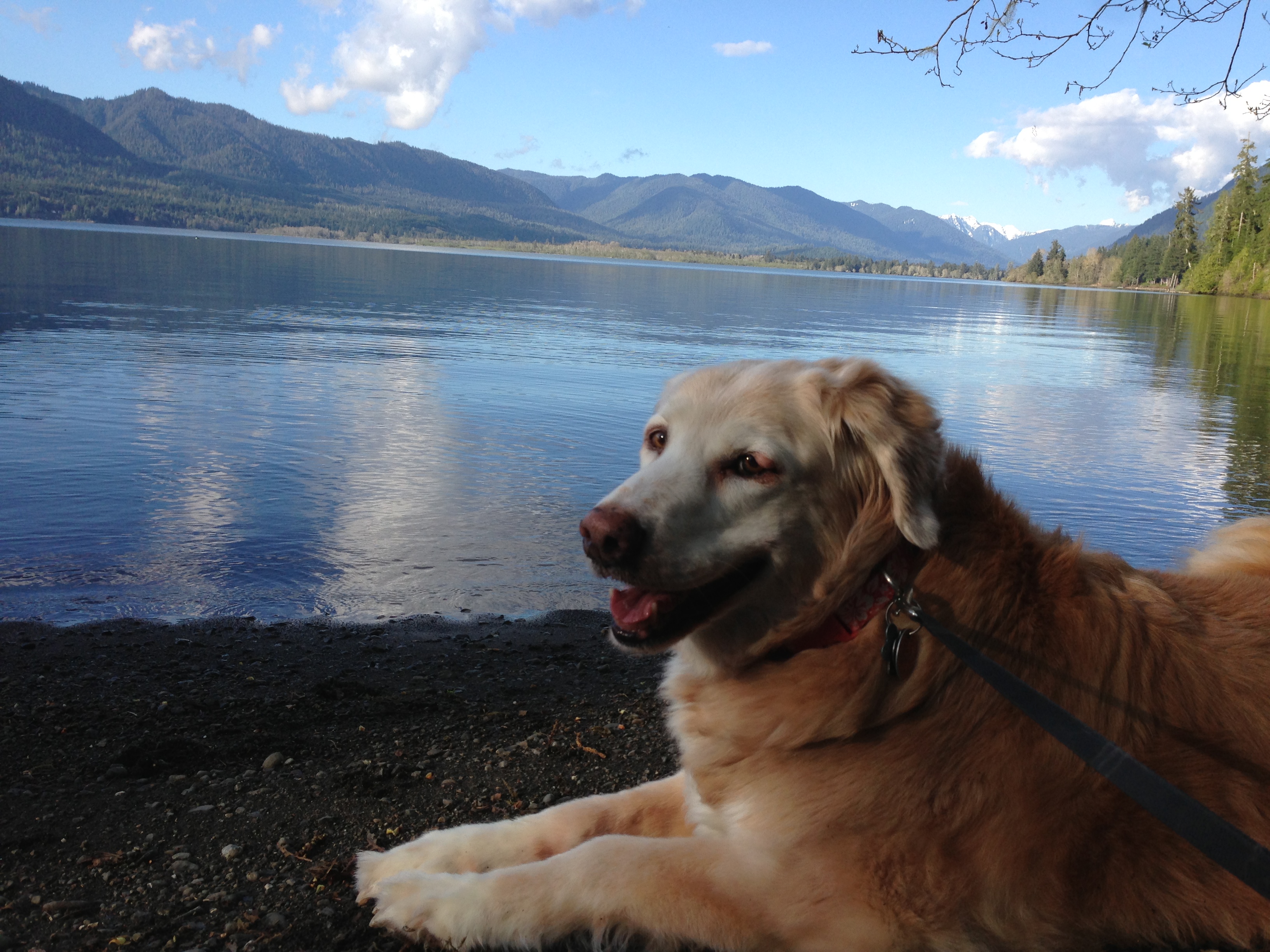 Dinah relaxing at Lake Quinalt
