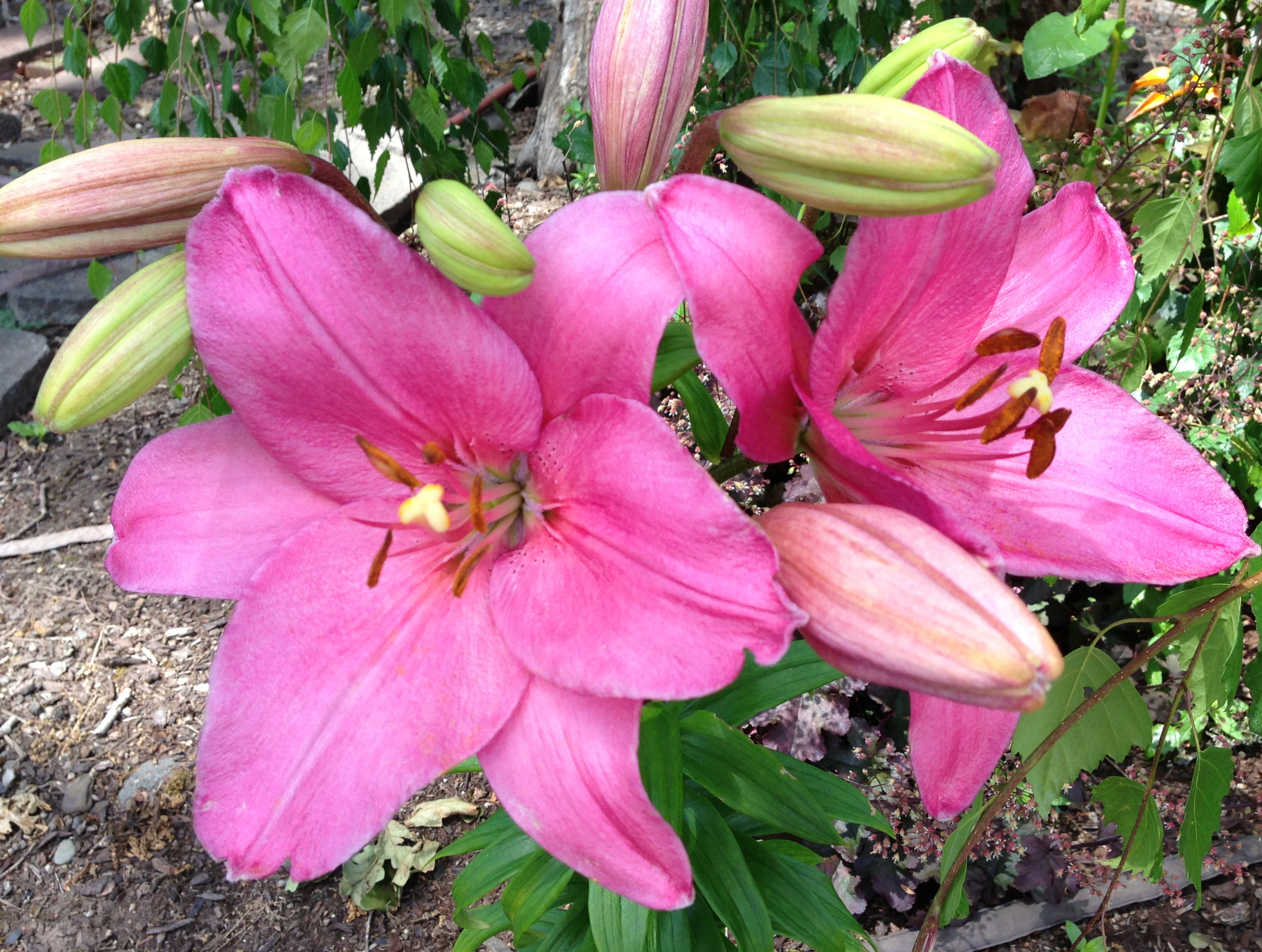 Pink lilies