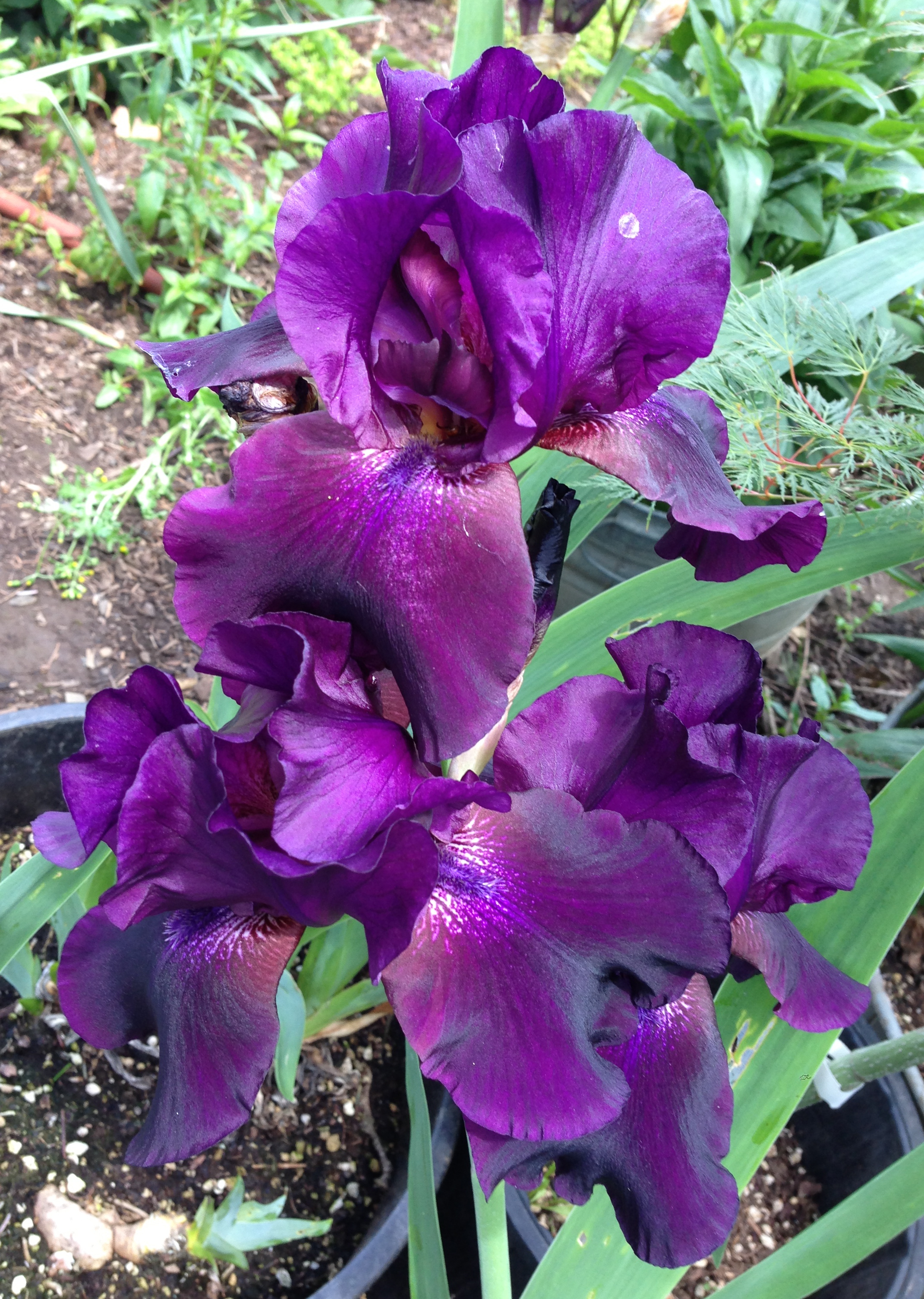 Dark purple iris