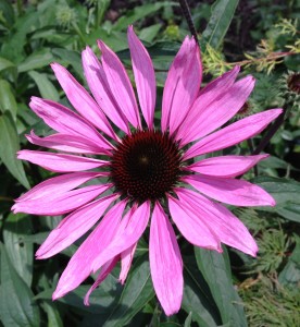 Pink echinacea