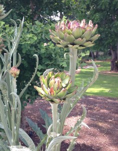 Artichokes on their way to being thistle blossoms