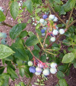 Blueberries getting ready to be eaten!