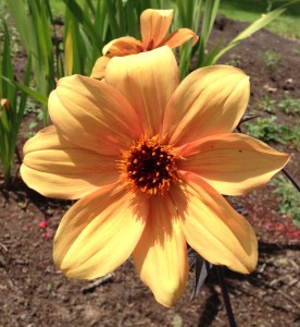 Yellow dahlia