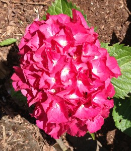 Dark pink and white hydrangea