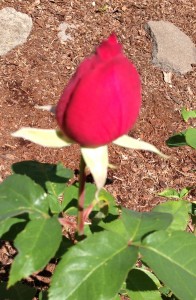 Red rose bud