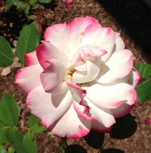 Pink-tipped white rose