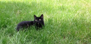 AJ Kitty Kitters in the grass
