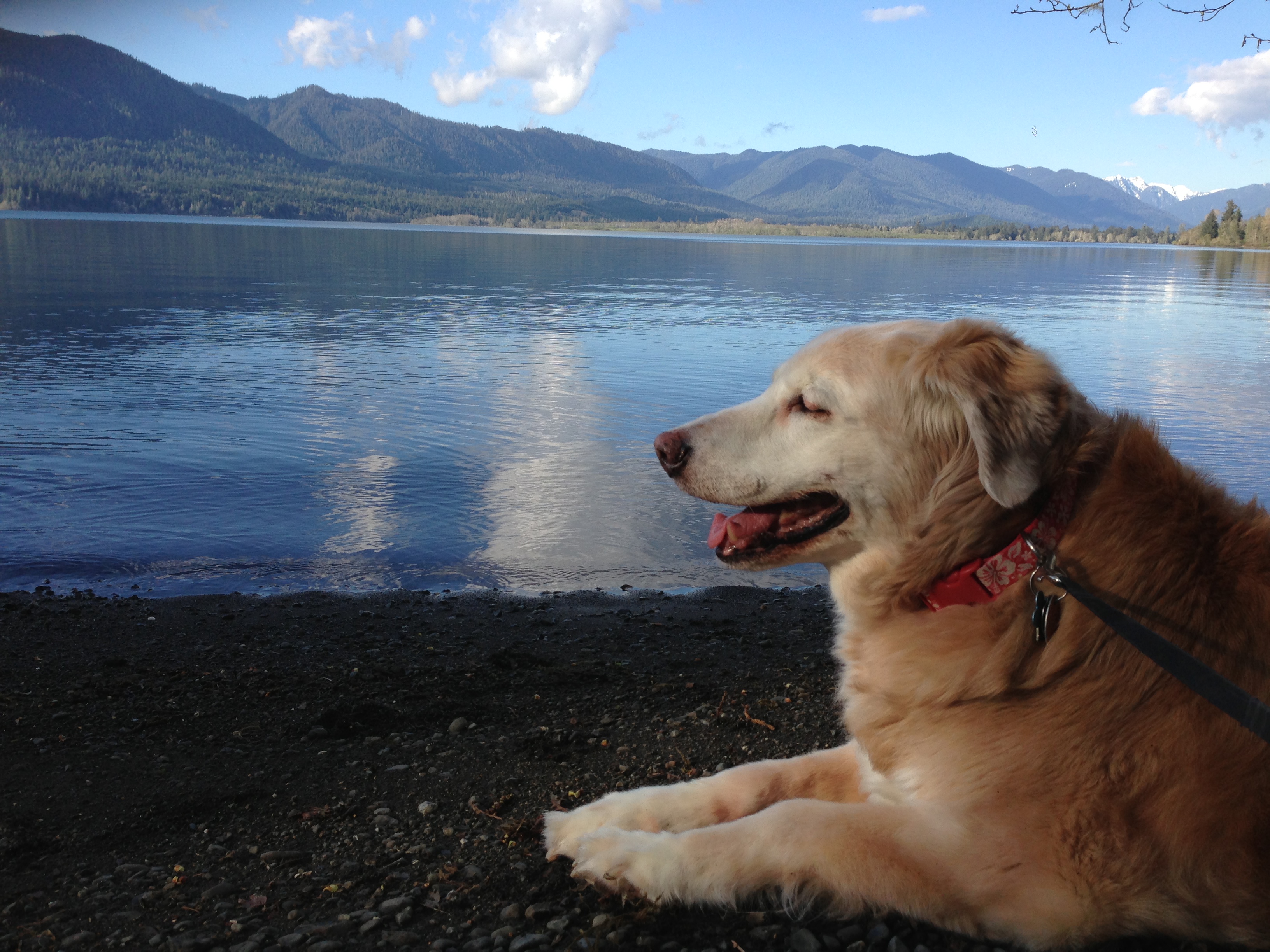 Dinah reflecting at Lake Quinalt, WA