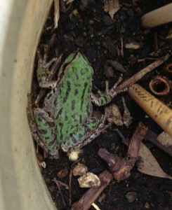 Oh yeah, check out one of the three little frogs living in Ferny and the begonia