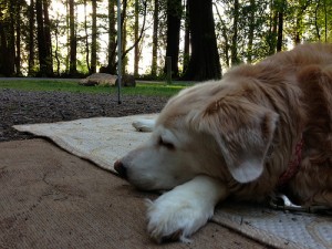 Dinah relaxing at the campground