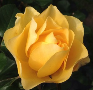 Yellow rose at International Test Garden in Portland, OR