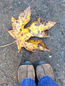 That's a big maple leaf!