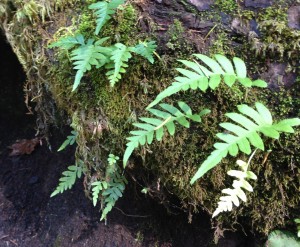 Tiny ferns