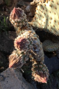 Cactus buds