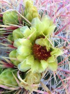 Blooming barrel cactus