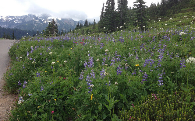 Wildflowers with Mt Rainier hidden