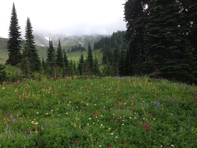 Wildflowers with Mt Rainier in the clouds