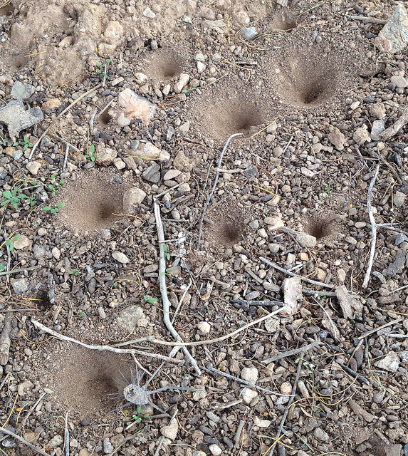 Something makes these cone-shaped depressions under trees everywhere in the desert. Any ideas? 
