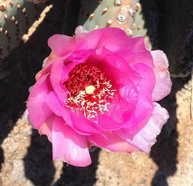 Pink cactus bloom