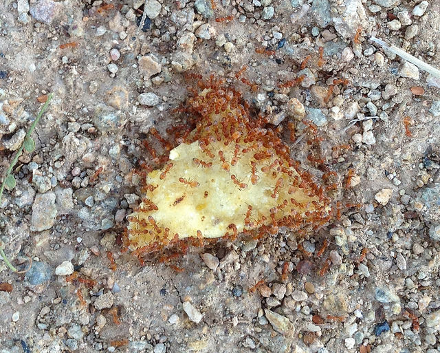 chip covered in ants