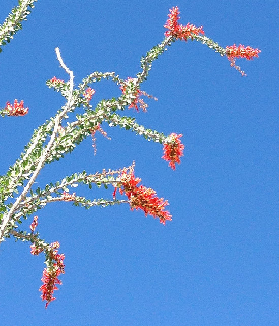 The Ocotillos are Blooming ~ and They’re Gorgeous!