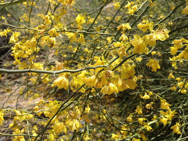 yellow blooms