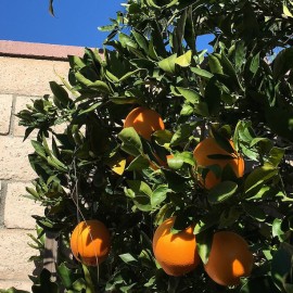 Welcome to Sunny Southern California!