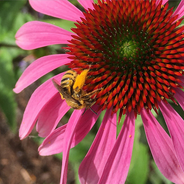 flower with bee