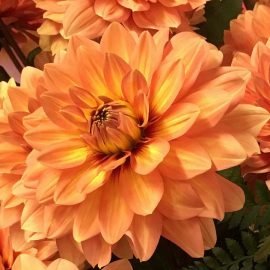 Dahlias in Bloom are Simply Gorgeous