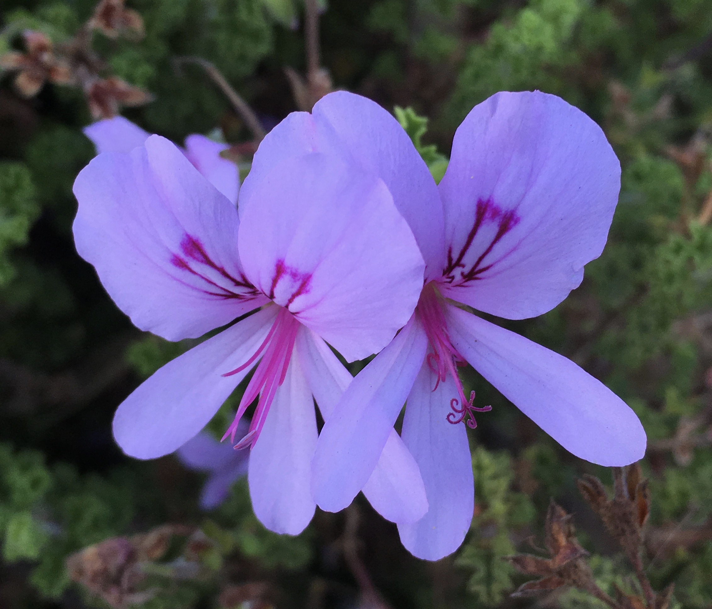 pelargonium flower