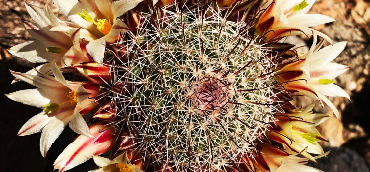 It’s Super-Blooming in the Anza Borrego Desert!